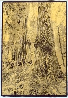 Redwoods &amp; Ferns