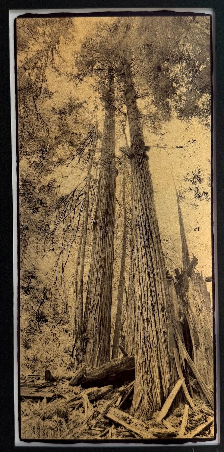 Young Redwoods, Reaching for the Sky