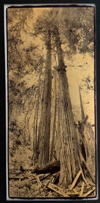Young Redwoods, Reaching for the Sky