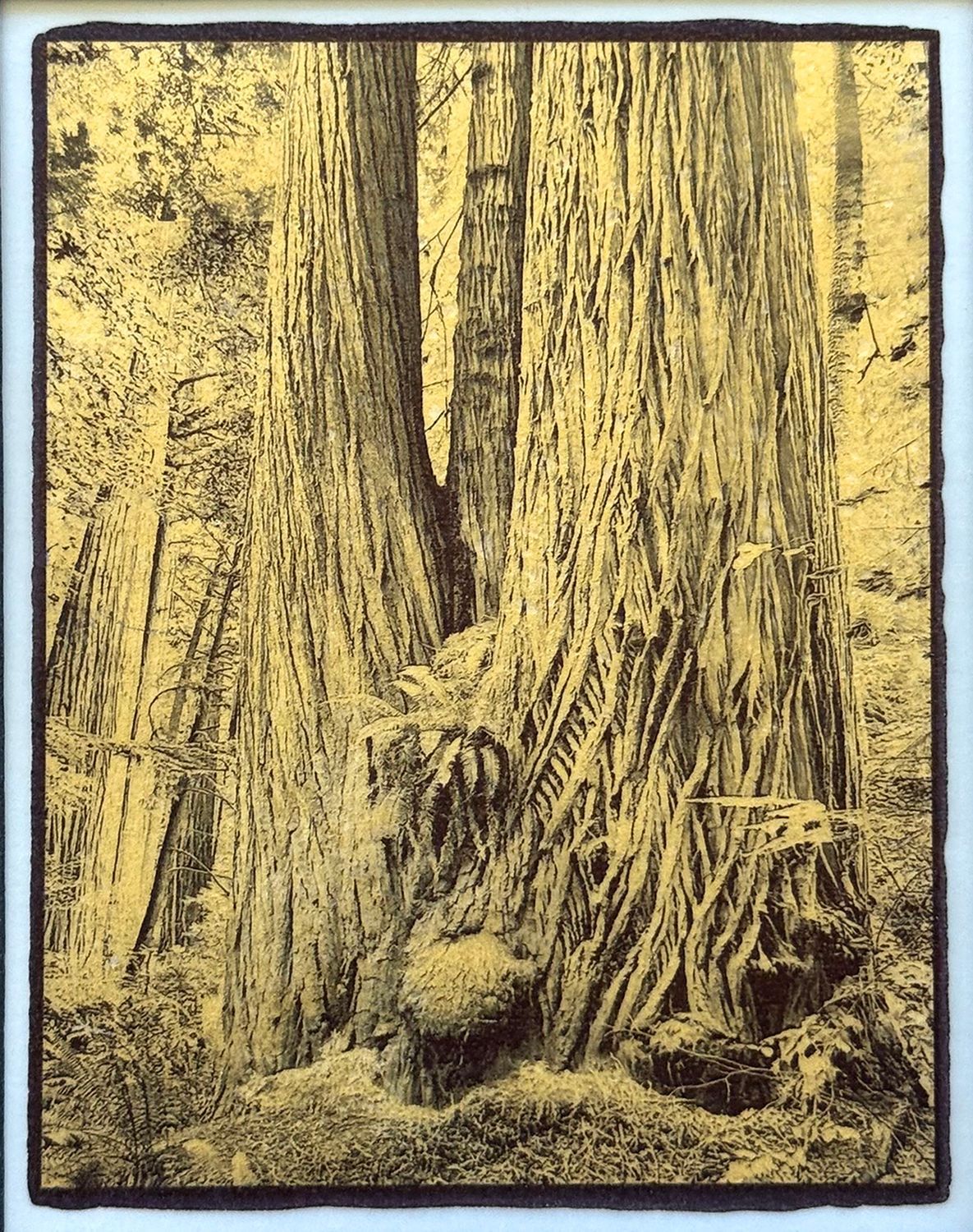 Redwood Triplets