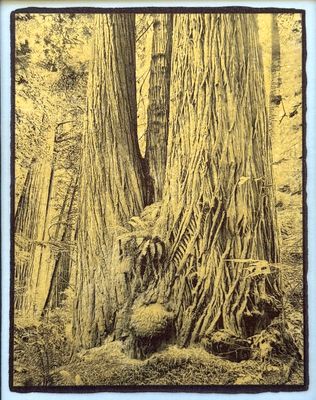 Redwood Triplets