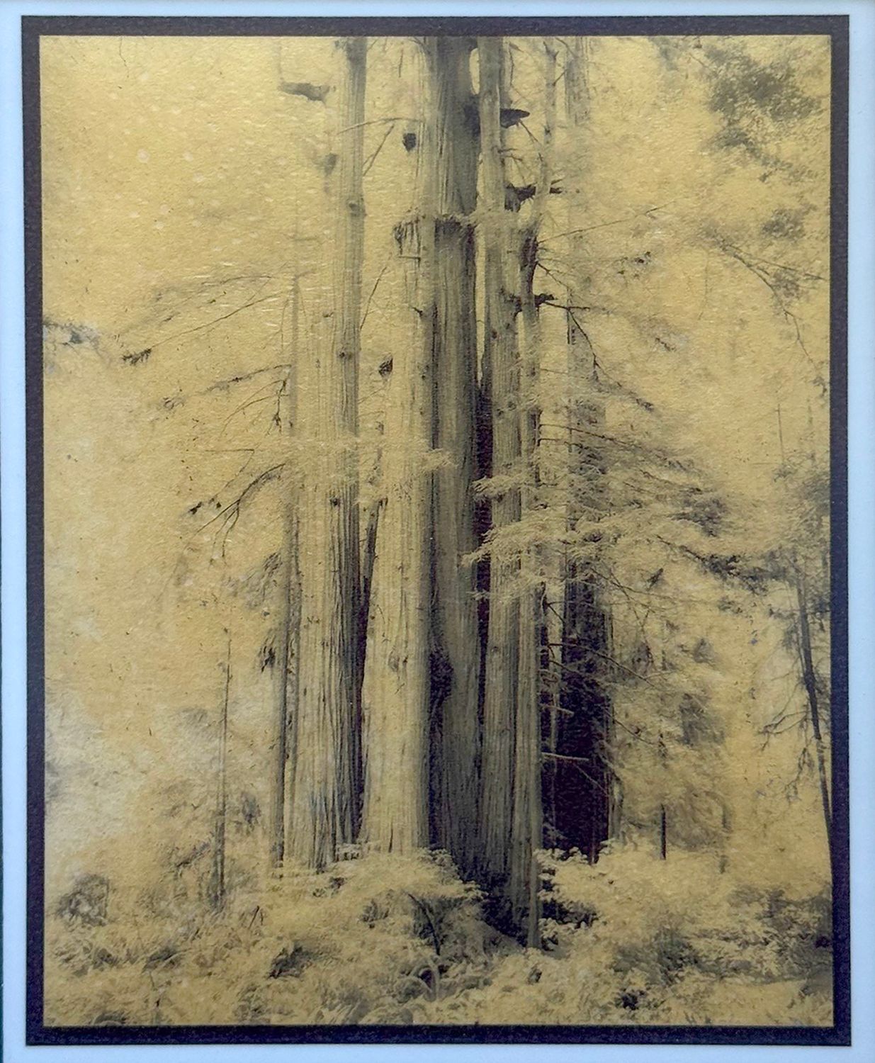 Group of Young Redwoods