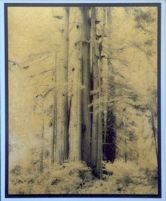 Group of Young Redwoods