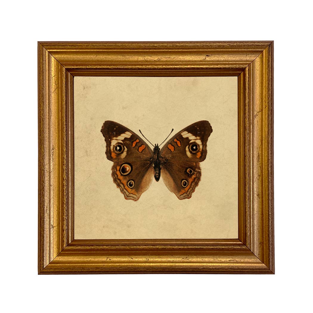 Buckeye Butterfly Vintage Style Illustration Framed Print
