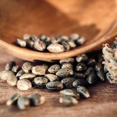 Autoflower Cannabis Seeds