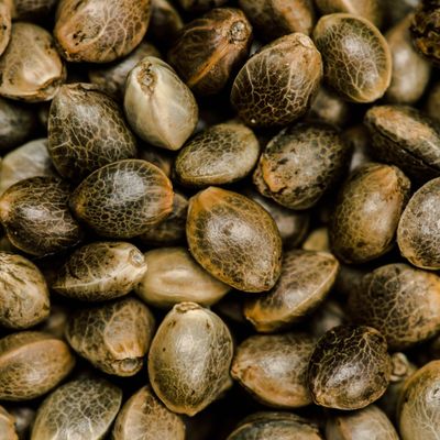 Feminized Cannabis Seeds