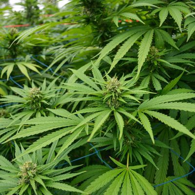 CBD & High-THC Cannabis Seeds