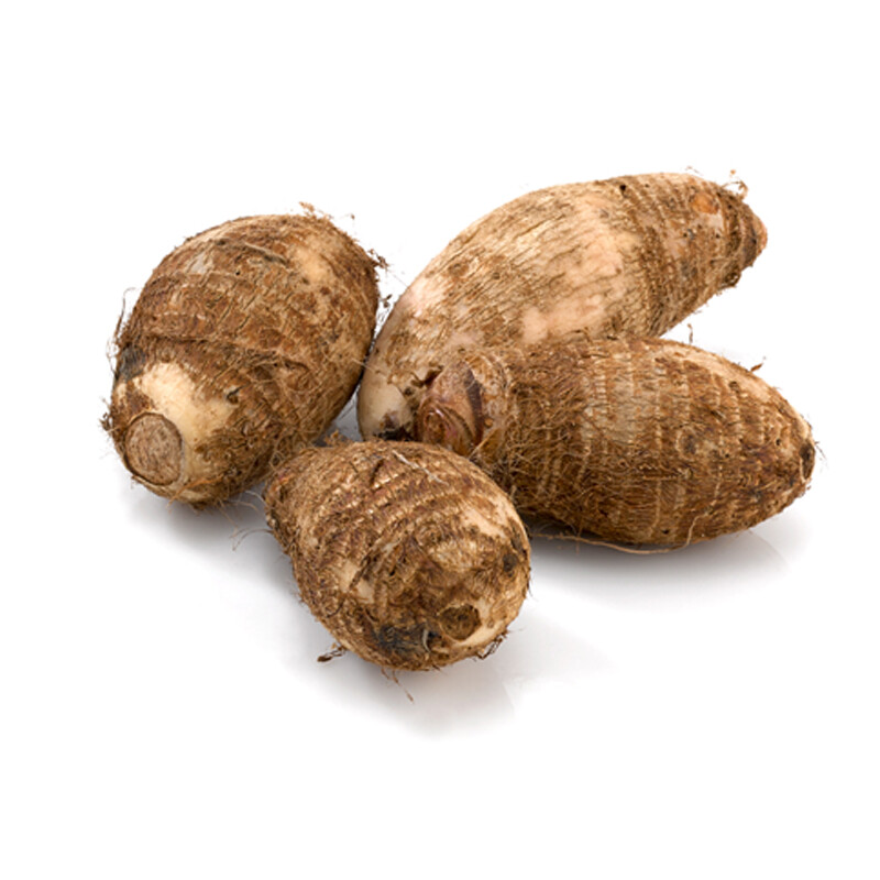 Colocasia Big