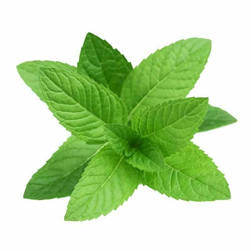 Mint Leaves 4Kg Rigimon Box