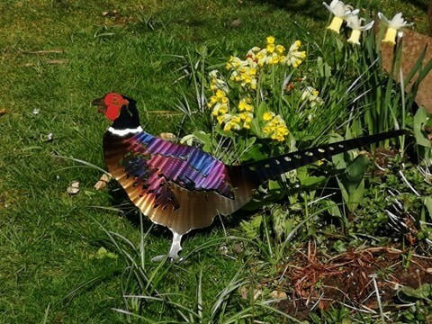 Pheasant