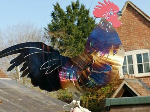 Crowing Rooster