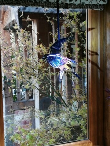 Blue Swallow