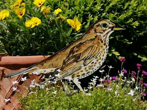 Hand Painted Thrush