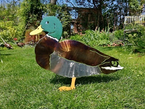 Duck