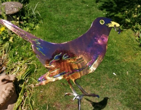 Blued Black Bird