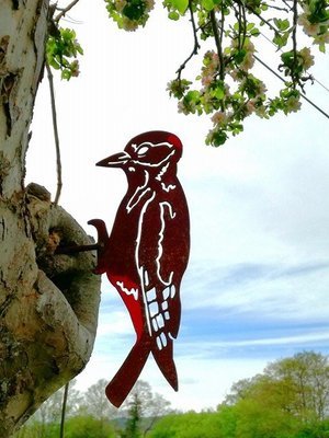 Rusty Woodpecker