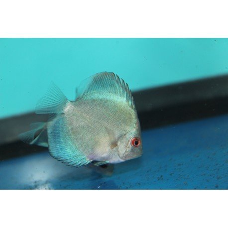 2''- 2.5'' Blue Diamond Discus