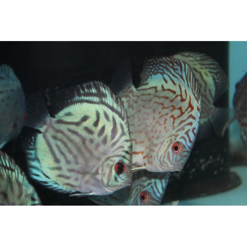 2''- 2.5'' Brilliant Turquoise Discus