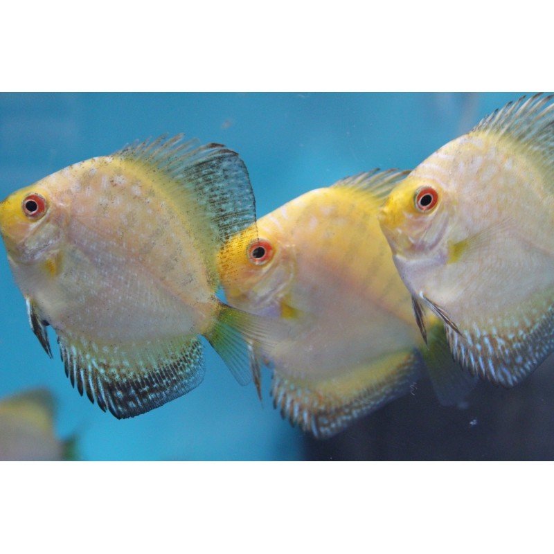 2 - 2.5'' Lemon Discus