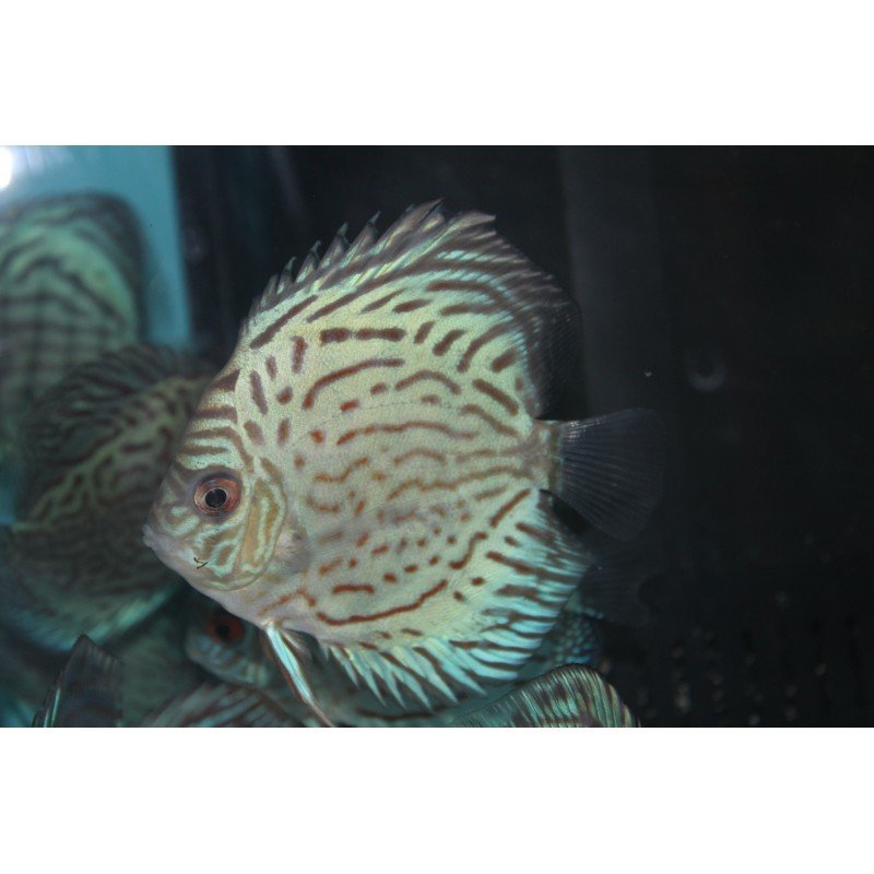 4" Tiger Discus