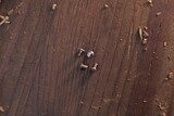 Replacement  OEM Steel Handle Screws - Spyderco Paramilitary 2