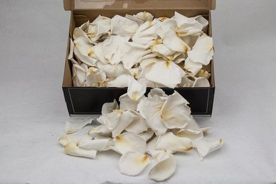 Preserved Rose Petals White 3.25-3.40 liter per box