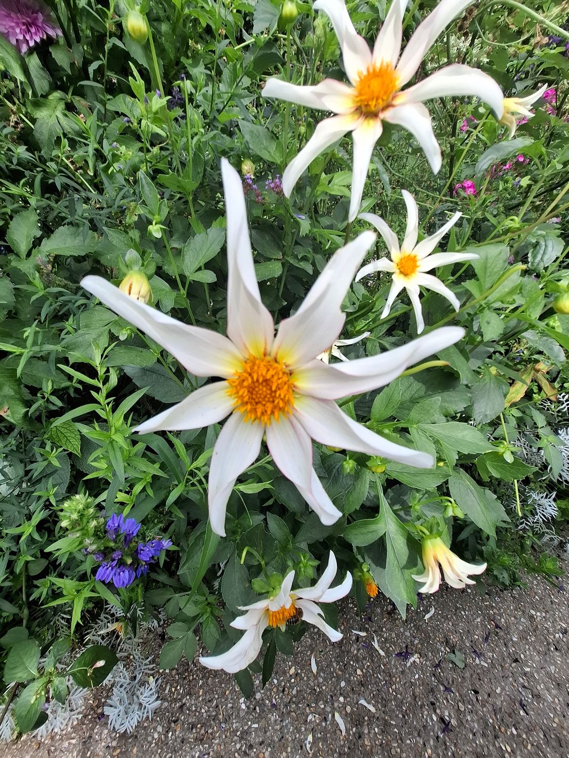 Pause for Pilates Sunday 22nd June 2025 (With Lunch)