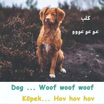 حيوانات وأصوات
