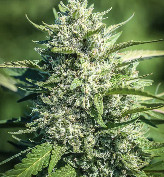 CBGa Hemp Flower