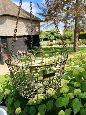 Hanging basket Mrs Bloom