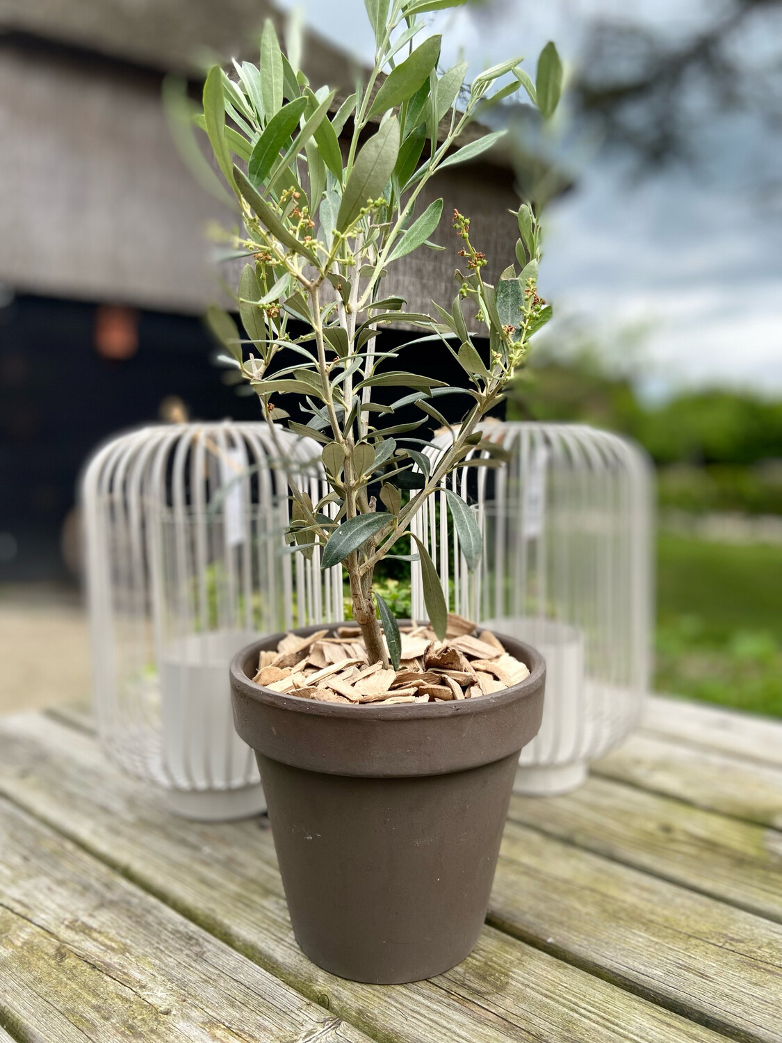 Olijfboompje in pot bruin