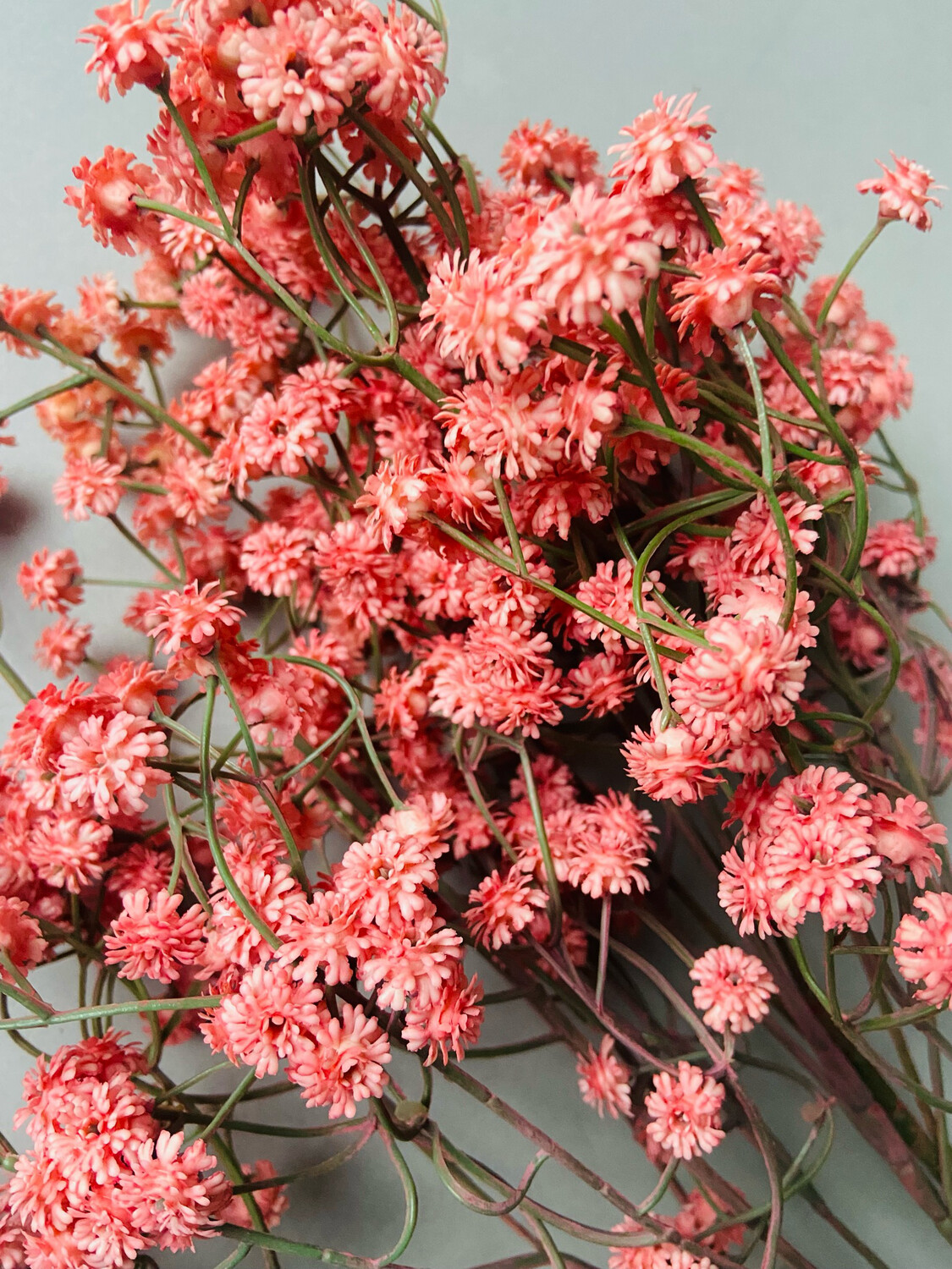 Gypsophila roze
