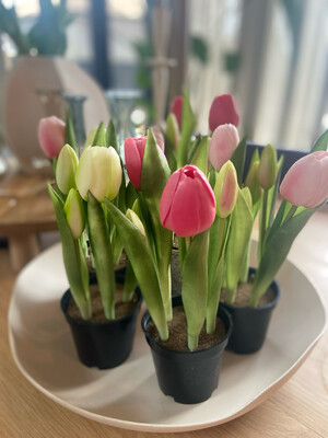 Tulp in potje donker roze