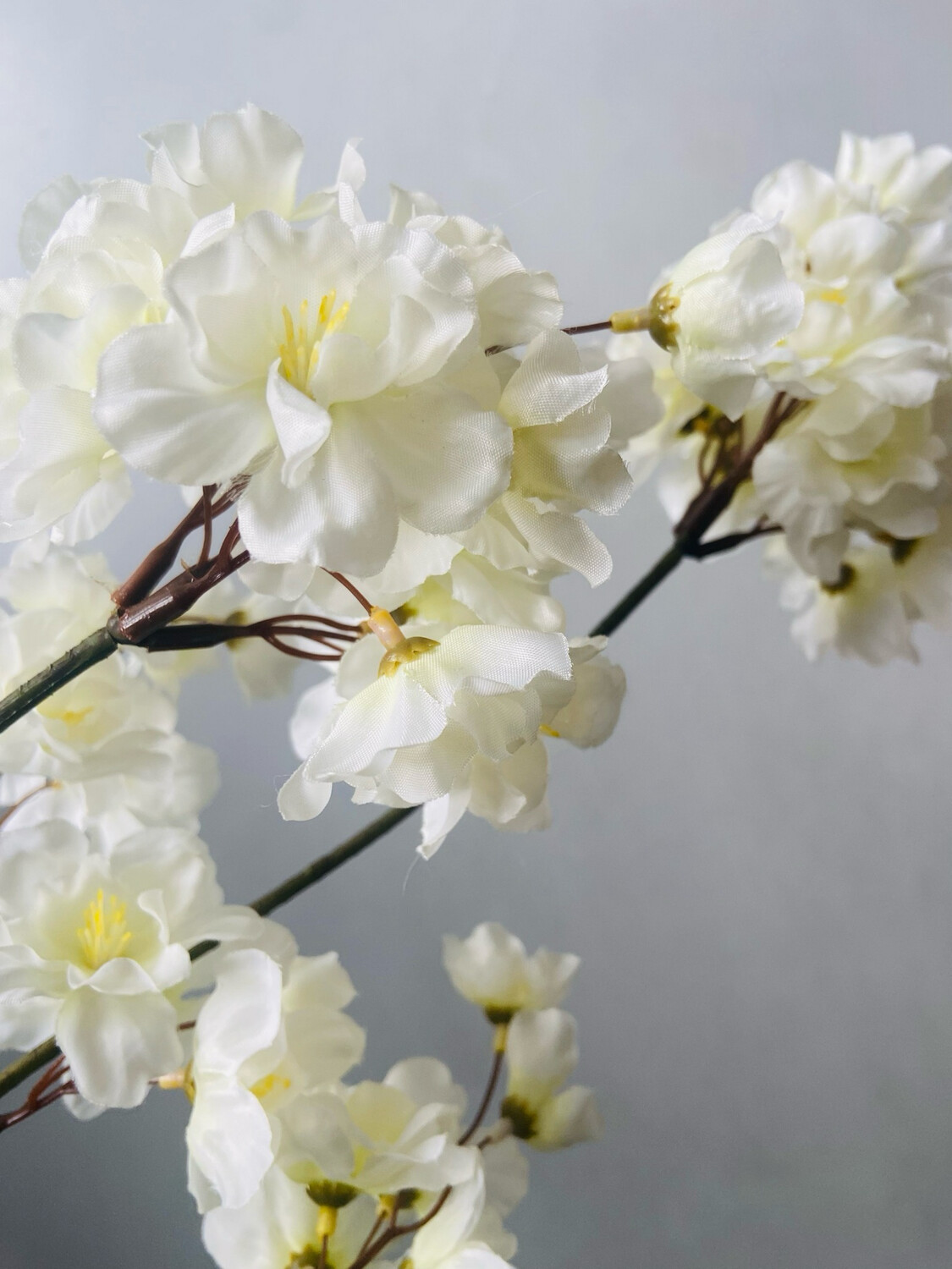 Prunus wit 84 cm