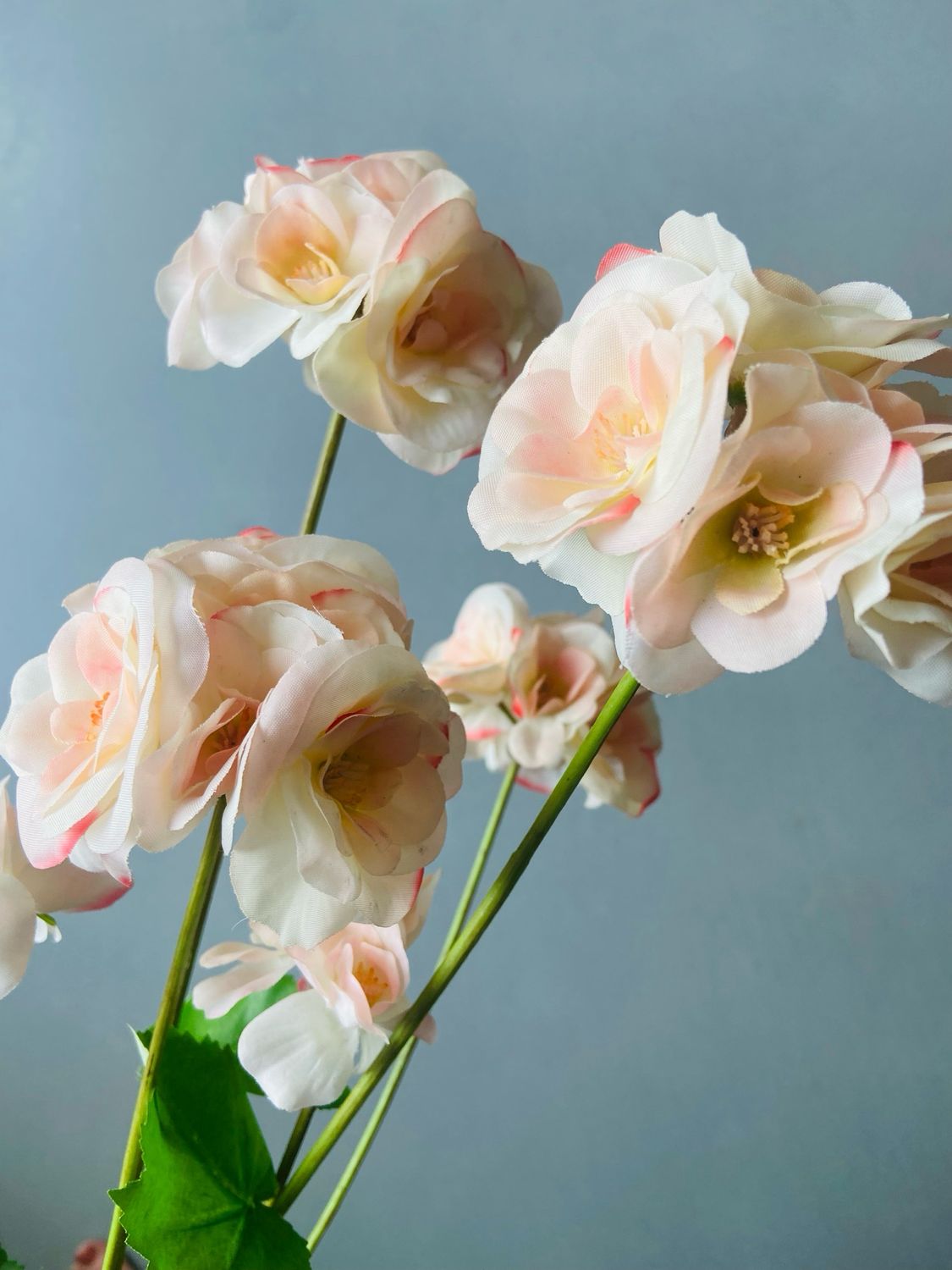 Begonia peach / licht roze