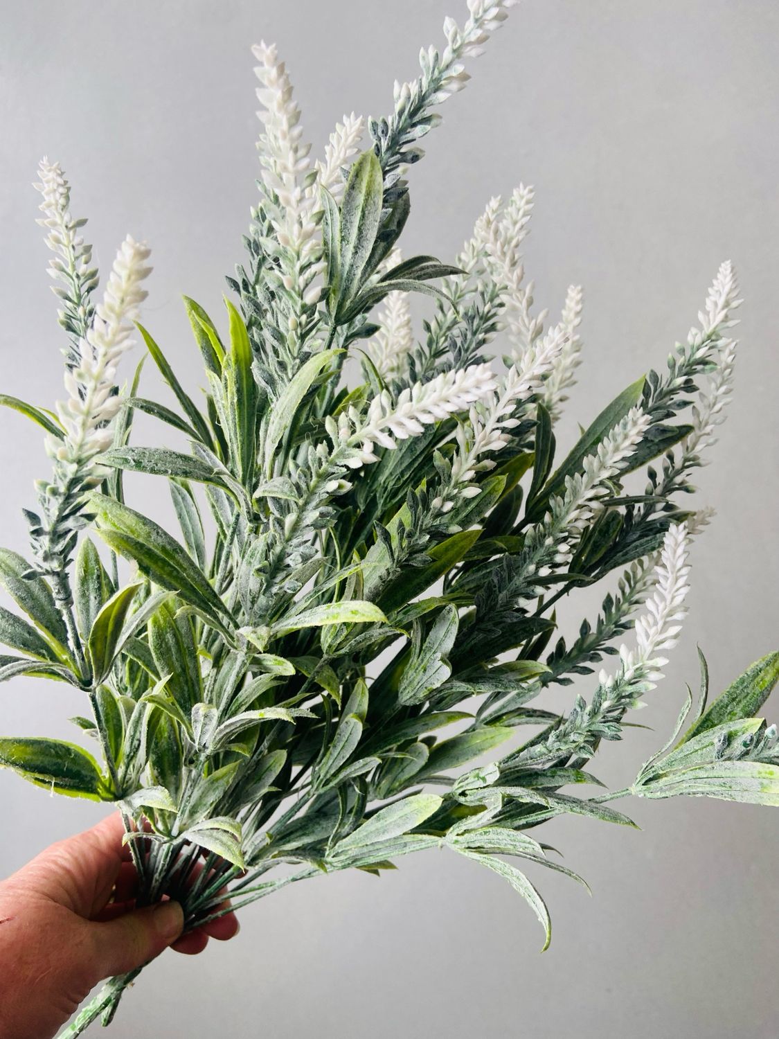 Lavendel wit