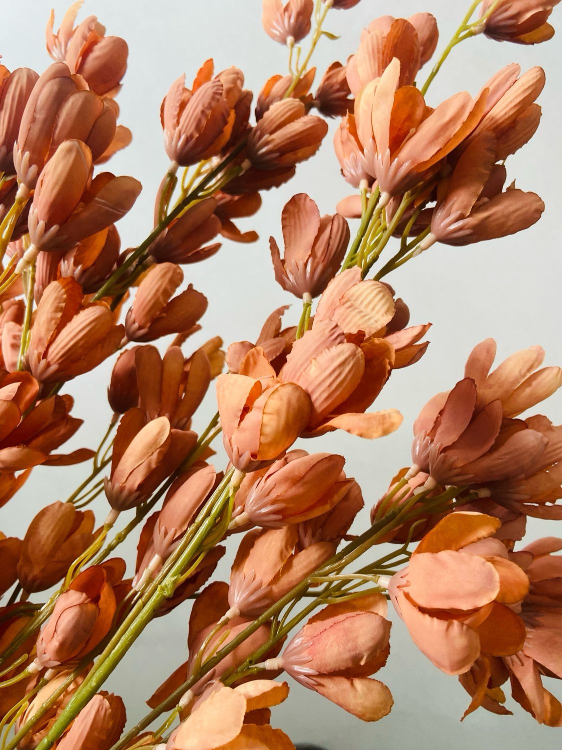 Pistachio peach