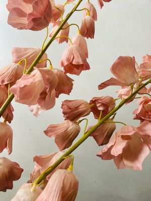 Cora bell spray old pink