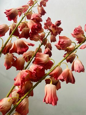 Cora bell spray peach/roze