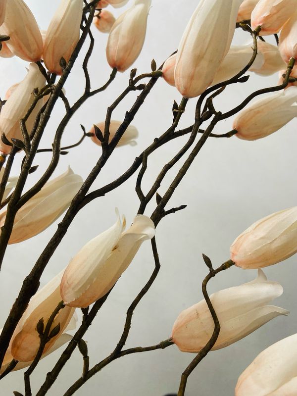 Bloemknop crème / peach