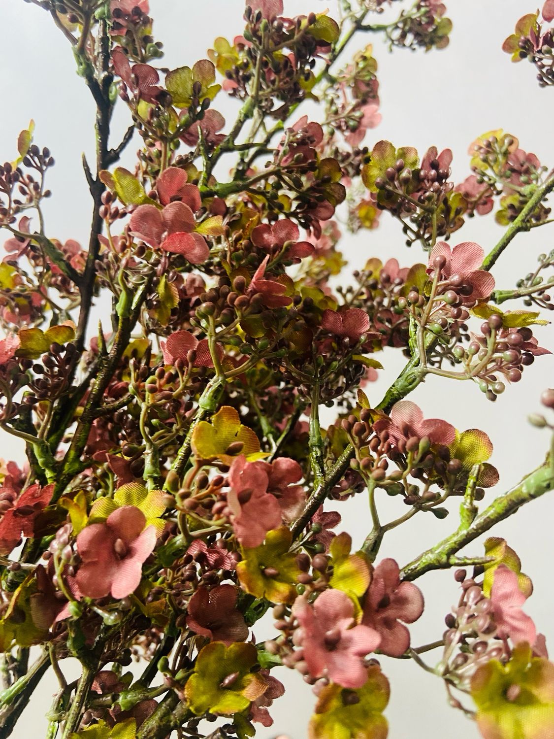 Potentilla pink