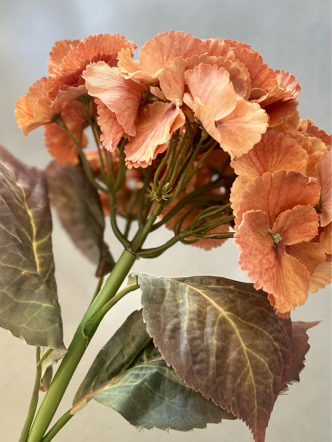 Hortensia oranje