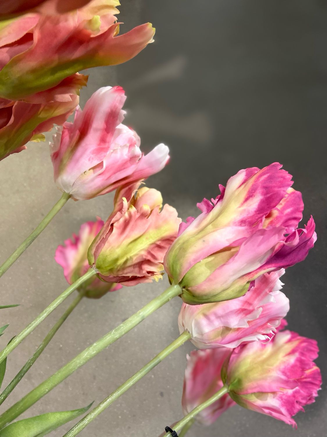 Franse tulp