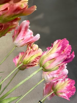 Franse tulp