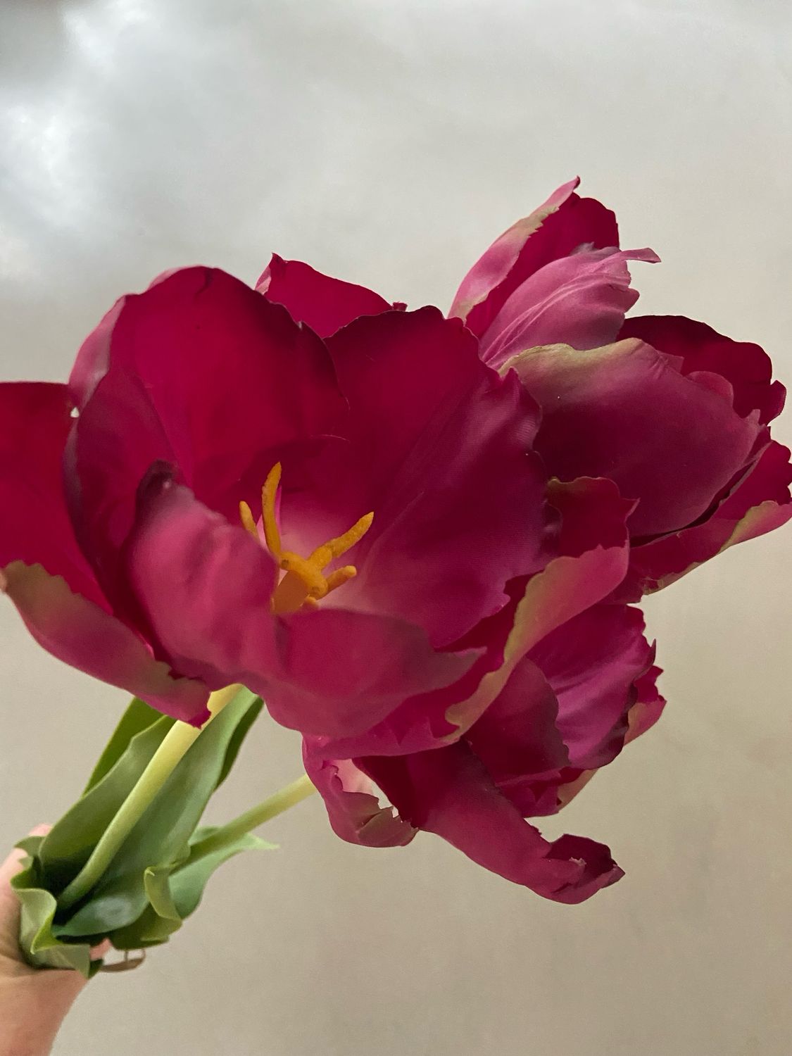 Franse tulp paars