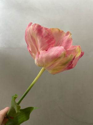 Franse tulp wit/licht roze