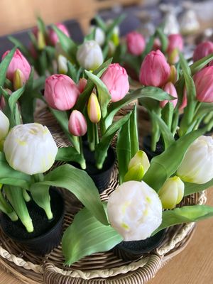 Pioen tulp wit in potje