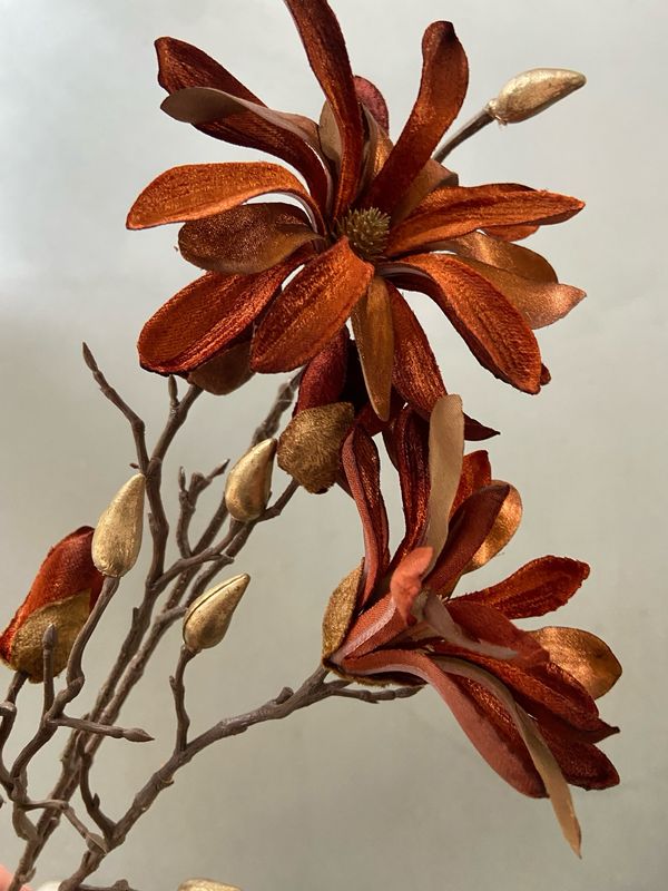 Magnolia bruin