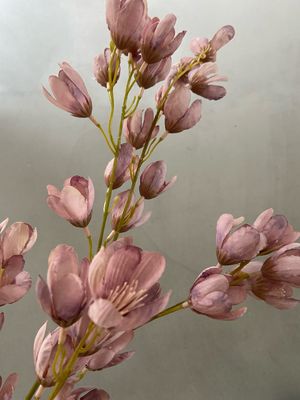 Pistachio roze/lila