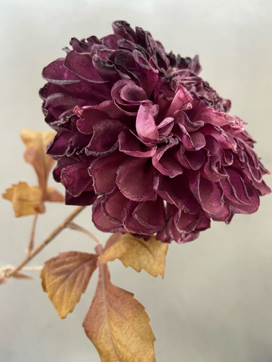 Dahlia paars